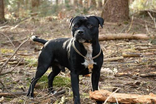 Dekreu Engelse Staffordshire Bull Terrier - Quattro, Dieren en Toebehoren, Honden | Dekreuen, Reu, Particulier, Eén hond, België