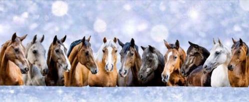 Bijrijders gezocht voor KWPN Haflinger Arabier paarden, Diensten en Vakmensen, Dieren | Paarden | Verzorging, Oppas en Les