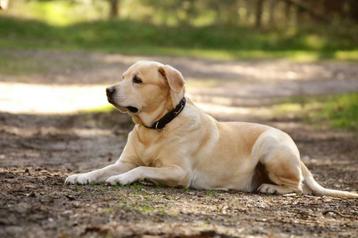 Blonde labrador dekreu 