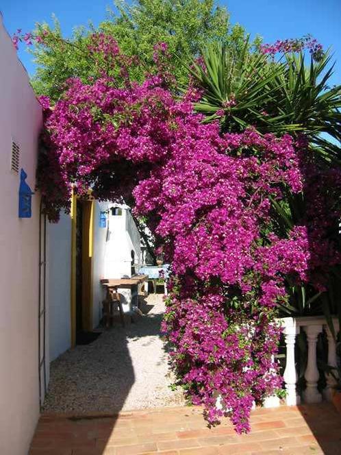Casa Kamari. Goedkope vakantiehuizen in de Algarve, Vakantie, Vakantiehuizen | Portugal, Algarve, Landhuis of Villa, Landelijk