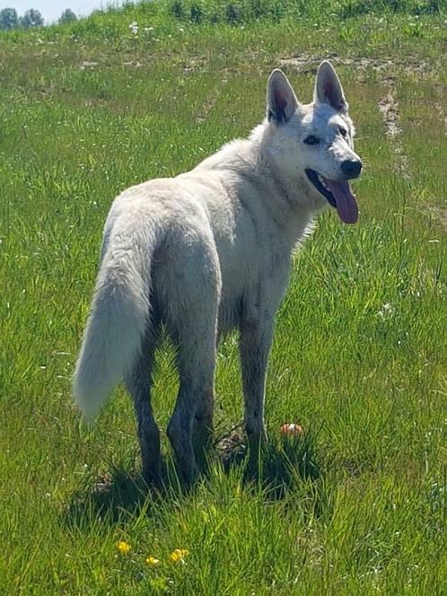 lieve ervaren Dekreu zw. witte Herder, Dieren en Toebehoren, Honden | Dekreuen, Reu, Particulier, Eén hond, Buitenland, 3 tot 5 jaar