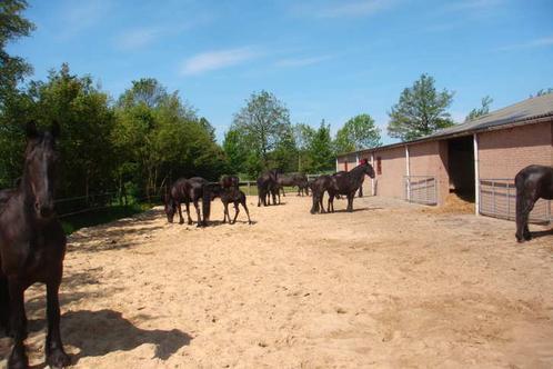 Friezen fokkerij Horperhoeve, Dieren en Toebehoren, Paarden