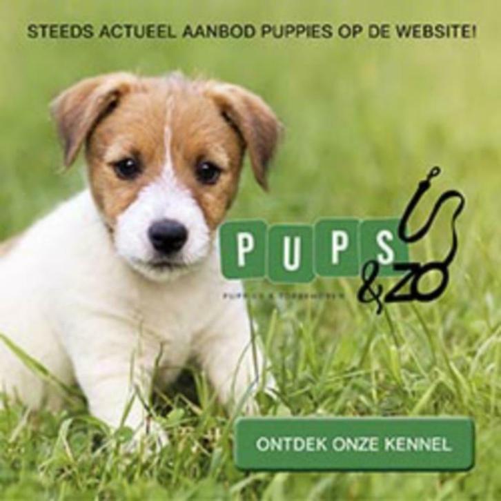 Pups-en-zo