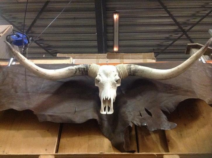 De grootste assortiment in schedels, vachten & taxidermie Western Deco
