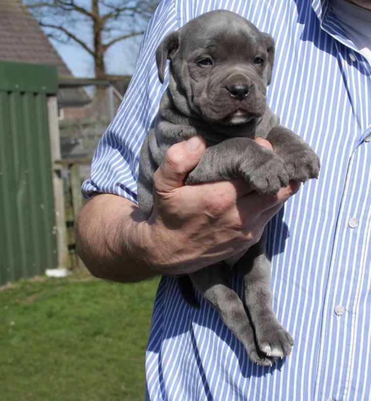 Tibben Farm Dogs