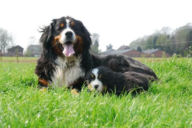 Klein Alpenhof kennel en pension