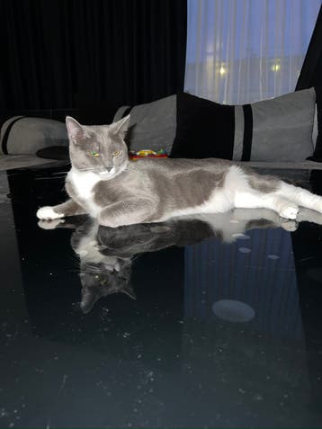 Poes, niet gesteriliseerd, half Maine Coon, half EU korthaar