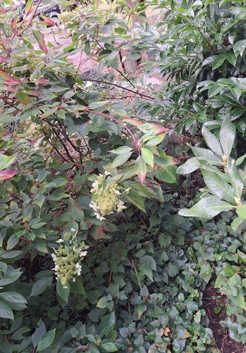 Pluimhortensia