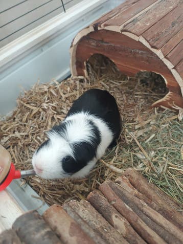 cavia's zeugje en beertje (gecastreerd)