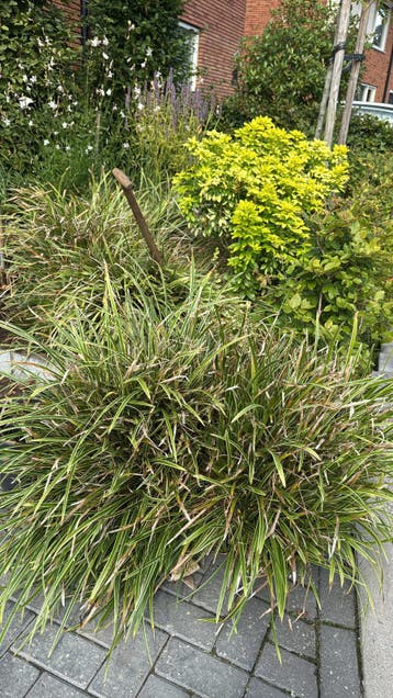 Carex siergras, gratis