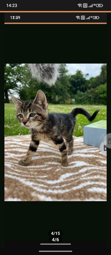 Kitten gratis af te halen
