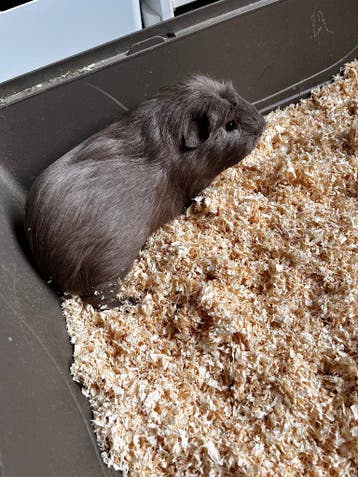 Cavia’s 2 beertjes incl. alle spulletjes - gratis!