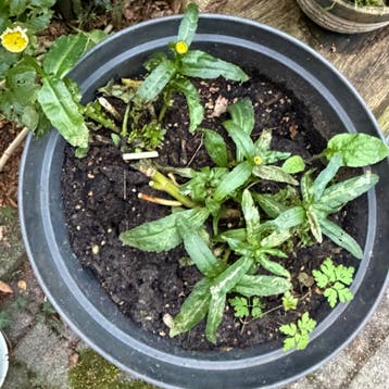 Grootbloemige Margriet - Zomerbloeier