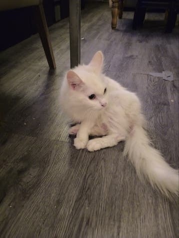 poes/kat