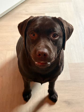 Labrador Retriever Pup Roxy - Super Lief en Speels