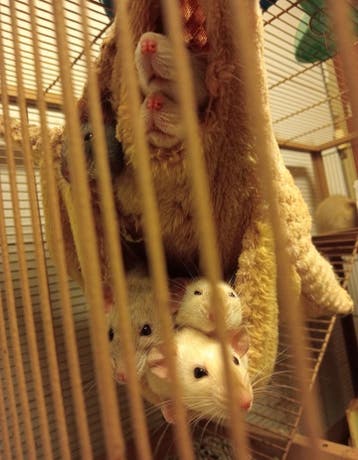 Ratjes zoeken huisje ❤️
