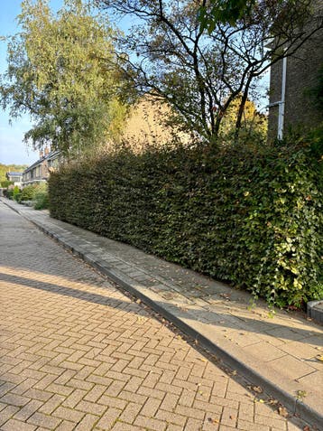 Beukenhaag 20 meter, circa 220 cm hoog
