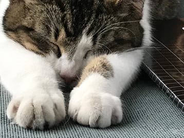 poezen