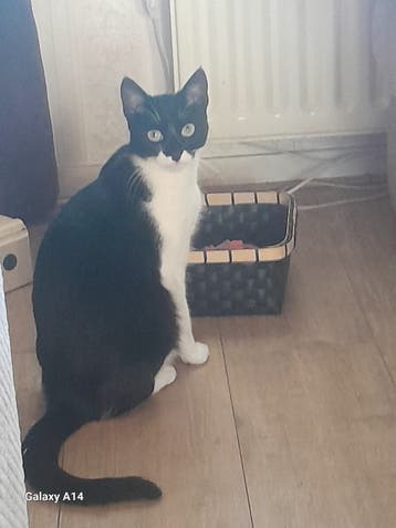 poes mila