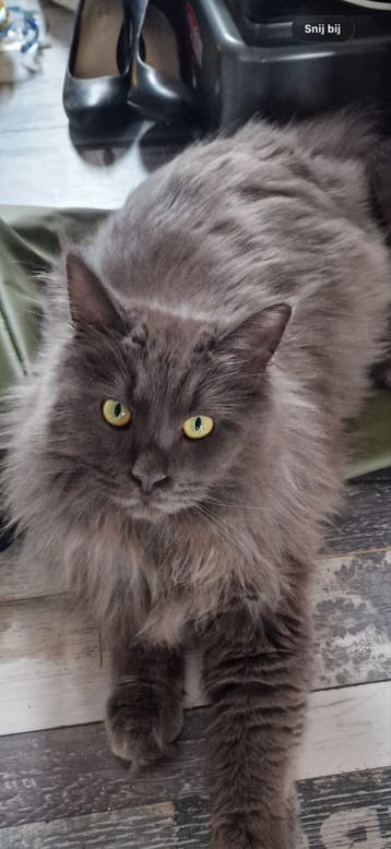 Maine Coon gratis af te halen
