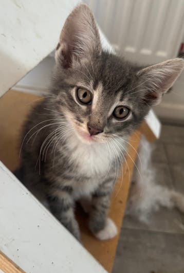Lieve kittens
