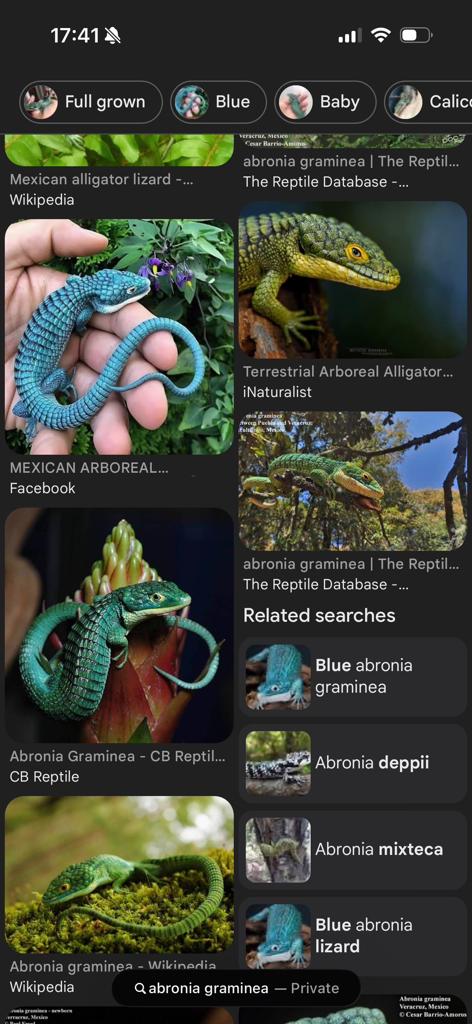 Lookingfor mexicanaligator lizard abronia graminea in europe