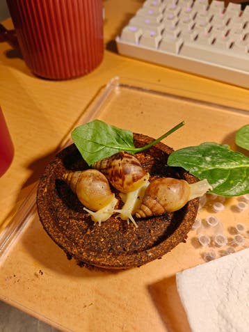 3 Achatina Fulica jadatzi
