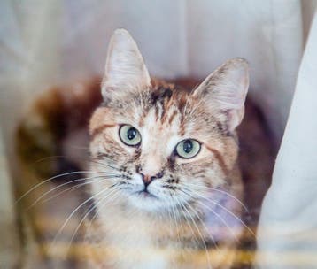 Lieve en gevoelige Yuna (10 jr) zoekt rustig gouden mandje