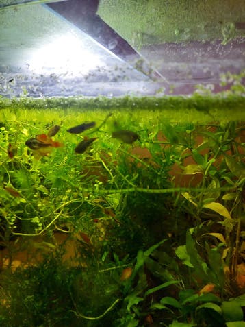 3 chinese Danio gratis