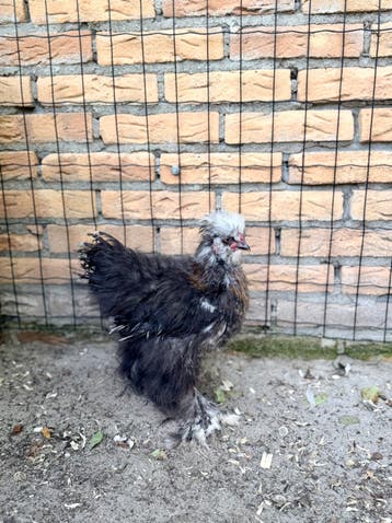 Tamme mottled zijdehoen haantje