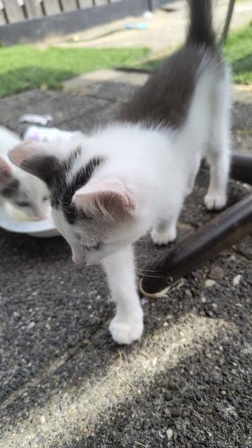 Moeder en Kittens gratis op te halen