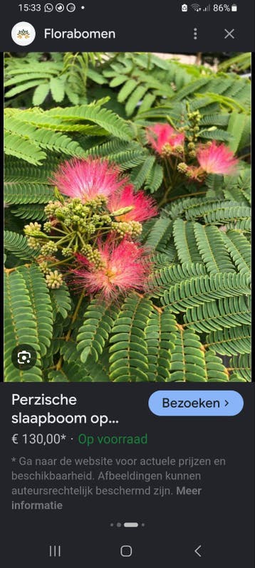 Perzische slaapboom