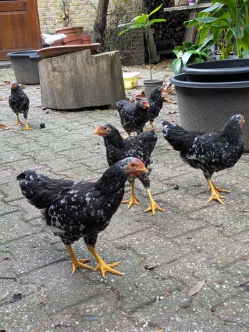 Gratis: 6 Wyandotte hanen