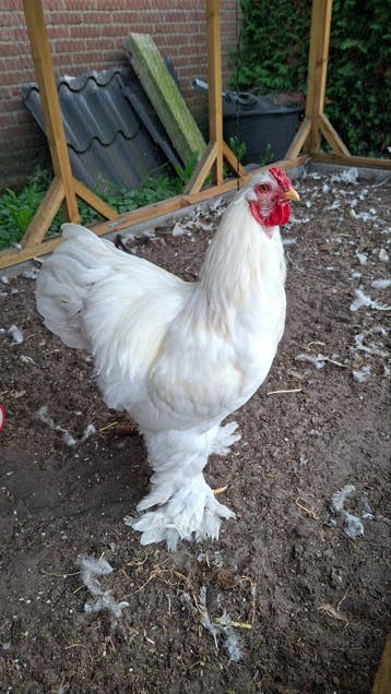 brahma haan