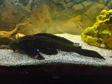 2 Pleco algeneters gratis