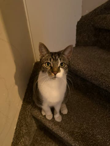 Lieve poes opzoek naar nieuw baasje