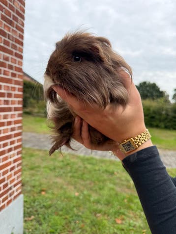 Super lieve cavias Gucci en Prada
