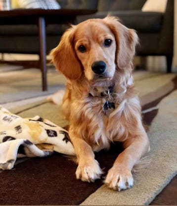 Opzoek naar een golden cocker retriever