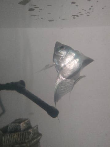 Maanvis