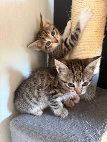 kittens