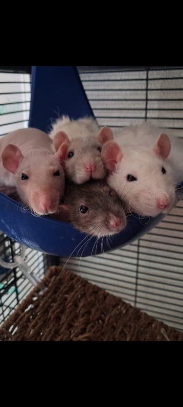 Gezocht! Eenzame ratjes (vrouw of gecastreerde man)