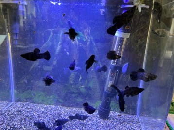 Black molly gratis 20 stuks