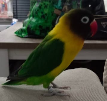 Agapornis/Lovebird kwijt Rotterdam Beverwaard