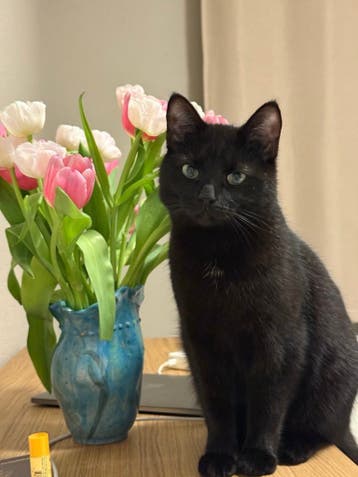 Lieve poes van 2 jaar zoekt liefdevol en warm thuis