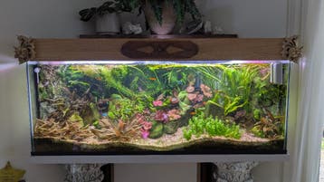 Gratis af te halen Aquarium met tropische vissen en planten