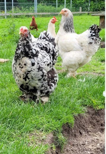 12 leg hennen en 4 brahma hennen