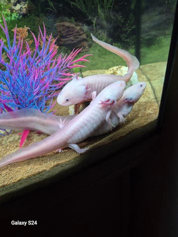 GRATIS AF TE HALEN – 5 Axolotls + Aquarium