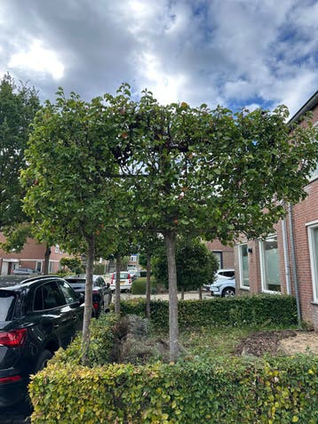 Gratis Lei bomen