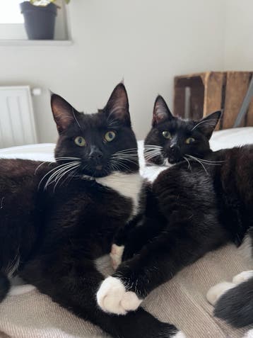 Kees & Willem | Zeer lieve aanhankelijke europese katers