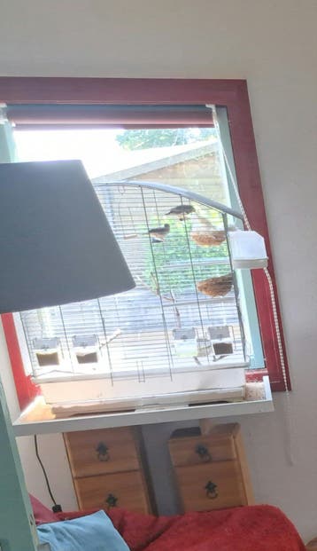 Kooi, wit, met zebravinkenpaar grijs